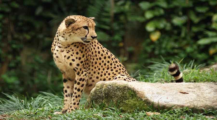 Cheetahs on the brink of extinction