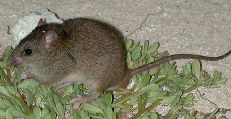 Melomys rubicola – the first victim of global warming