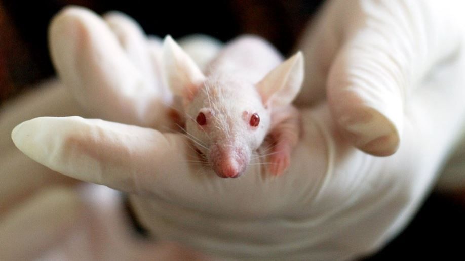 Scientists have reversed the age of mice thanks to. young blood