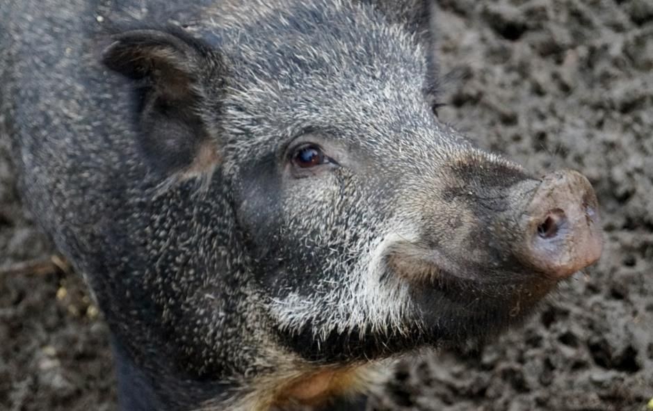 Valuable archaeological specimens discovered by… wild boars